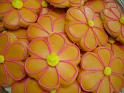 CORAL DASIES